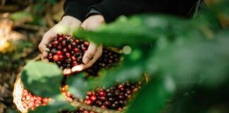 Los resultados de la gestión sostenible que destacan a NESCAFÉ