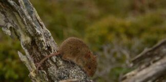 Una especie de roedor chileno es el mamífero terrestre más austral del planeta. ratón oliváceo
