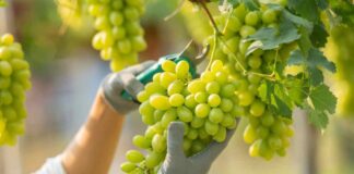 Fruticultura de la Región de Valparaíso celebra acuerdo para poner en marcha Systems Approach para la exportación de Uva de Mesa