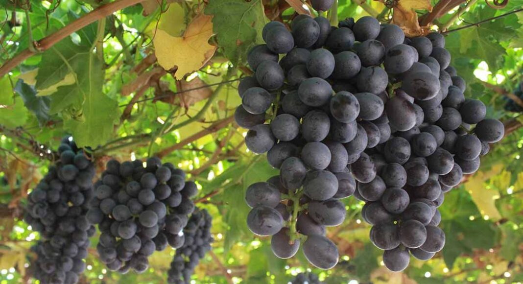 Expertos advierten urgencia de destrabar el Systems Approach con EE.UU. para mejorar competitividad de la uva chilena