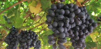 Fedefruta destaca que uva chilena será más competitiva tras publicación de protocolo que elimina fumigación en Estados Unidos