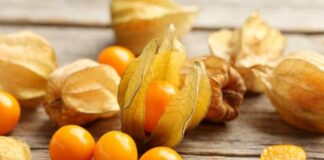 Goldenberries: Logran convertir una planta silvestre en un cultivo de interés agrícola 