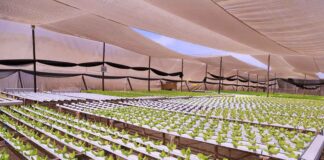 Ministro de Agricultura encabeza inauguración de proyectos de riego hidropónico por más de $200 millones en Región de Antofagasta