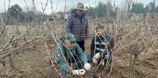 SAG Biobío  comenzó entrega de emisores de confusión sexual predial a productores/as de vid y de arándanos