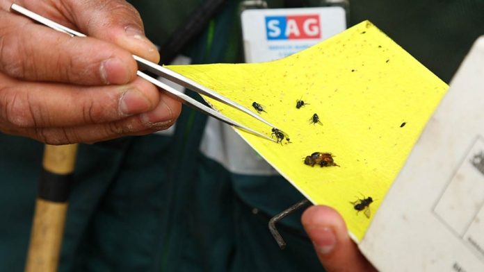 Conoce el avance de la campaña mosca de la fruta en la Región Metropolitana