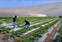 Empresas del Valle de Azapa y Pampa Concordia