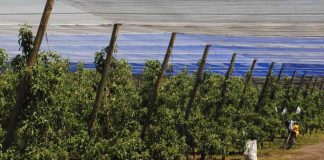 Expertos nacionales y extranjeros se reunirán para analizar el impacto del uso de plásticos en la agricultura