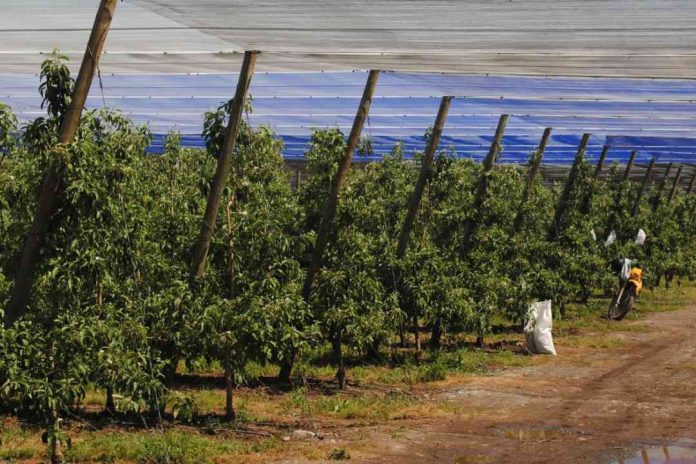Expertos nacionales y extranjeros se reunirán para analizar el impacto del uso de plásticos en la agricultura