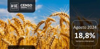 INE Biobío publica cifras de molienda de trigo correspondiente a agosto de 2024