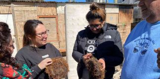 Lanzan en Coquimbo proyecto que busca aprovechar residuos de algas en la agricultura 