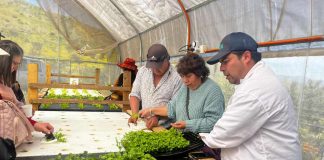Perejil y cilantro: Agricultores incorporan nuevos cultivos hidropónicos en la Región de Coquimbo