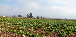 Regantes del Norte Chico podrán mejorar sus sistemas de tecnificación a través de concurso de riego con fondos por $1.100 millones