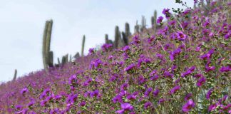 Valle del Elqui recibe la primavera llena de colores gracias a incremento de precipitaciones invernales 