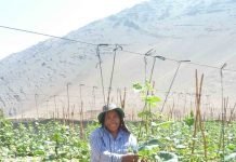 Pequeñas agricultoras de Atacama y Coquimbo podrán presentar sus proyectos de obras de riego al concurso de la CNR exclusivo para mujeres concurso de la CNR exclusivo para mujeres