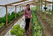 Agricultores del Prodesal Indap Laja mejoran su producción de hortalizas y berries con humus de lombriz