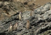 Chinchilla, pingüino de Humboldt y el gato andino Greenpeace alerta sobre las tres especies acechadas por la minería en el Día Nacional del Medioambiente