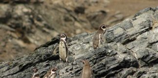 Chinchilla, pingüino de Humboldt y el gato andino Greenpeace alerta sobre las tres especies acechadas por la minería en el Día Nacional del Medioambiente