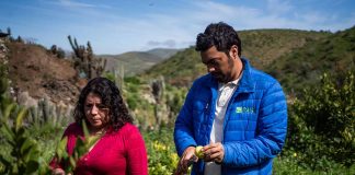 Citricultores de Punitaqui mejoran su competitividad adoptando tecnologías de riego y mejorando manejos agronómicos