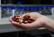 Con apoyo de FAO INIA dio inicio a proyecto que potenciará producción y consumo de legumbres en Chile
