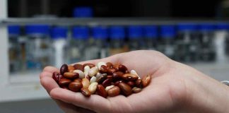 Con apoyo de FAO INIA dio inicio a proyecto que potenciará producción y consumo de legumbres en Chile