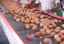 Consumo de huevos se recupera y chilenos comen en promedio 4,4 unidades a la semana