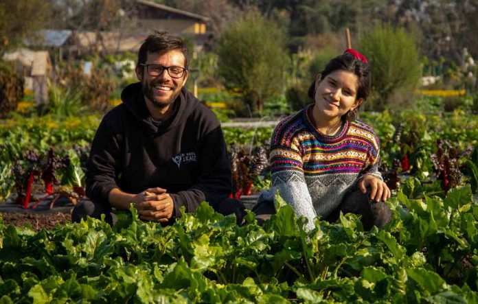 De Huerta a la Raíz: Se conocieron en Australia y volvieron juntos a Chile para producir hortalizas agroecológicas