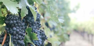 Desarrollan trabajo concreto para poner en valor el vino de la Región del Biobío