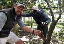 El kiwi De fruta exótica a fenómeno global en auge