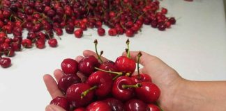En Ñuble investigadores abordaron aspectos de poscosecha que incrementan calidad en cerezas de exportación