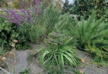 En primavera cómo mantener el jardín libre de las plagas