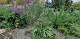 En primavera cómo mantener el jardín libre de las plagas