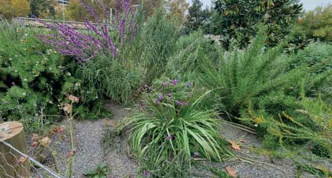 En primavera cómo mantener el jardín libre de las plagas