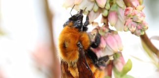 Estudio destaca el rol clave de los polinizadores en la sostenibilidad agrícola