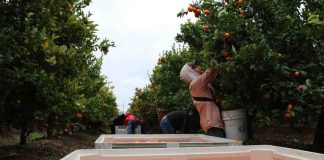 Estudio determinará los cultivos de frutas más rentables considerando la escasa agua disponible en la región