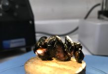 UCN lidera innova investigación para crear arrecifes artificiales y restaurar ecosistemas marinos