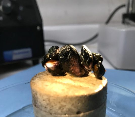 UCN lidera innova investigación para crear arrecifes artificiales y restaurar ecosistemas marinos