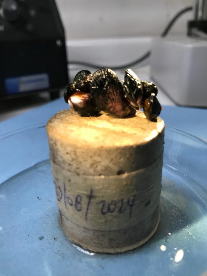 UCN lidera innova investigación para crear arrecifes artificiales y restaurar ecosistemas marinos