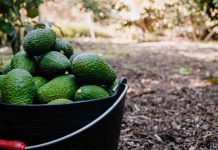 Global Avocado Summint 2024: Innovación y estrategias para el futuro de la palta
