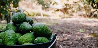 Global Avocado Summint 2024: Innovación y estrategias para el futuro de la palta
