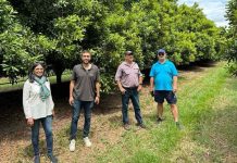 Grupo Hijuelas acelerará la producción de palta en Latinoamérica con tecnología australiana de punta