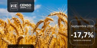 INE Biobío publica cifras de molienda de trigo correspondiente a septiembre de 2024