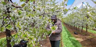 Investigadores de Agronomía UdeC inician en Osorno estudios para optimizar las cerezas producidas bajo techo