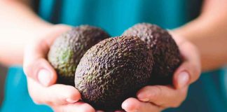 La palta en el mundo: desafíos y oportunidades que enfrenta la industria