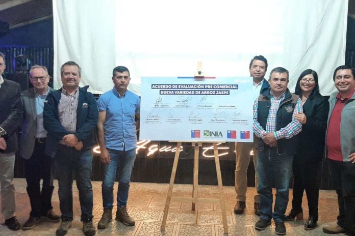 Ministerio de Agricultura presenta el programa de transferencia tecnológica de la nueva variedad de Arroz JASPE