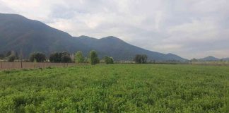 Participación de la Segunda Convocatoria al Programa de Fitosanidad de Multiplex con metodología Viroscope