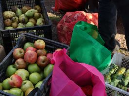 Programa de Fundación Basura y BASF Recuperan 6 toneladas de alimentos para comedores solidarios y reciclaje de Quinta Normal y Quintero