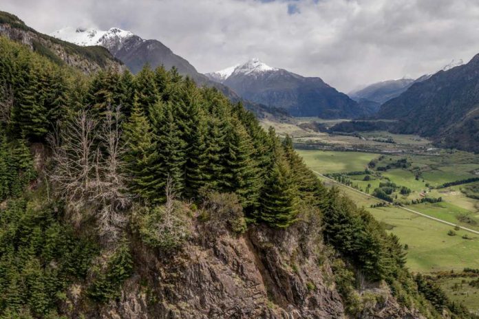 Proyecto Patagonia la inédita iniciativa verde que CMPC presentó en la COP sobre Biodiversidad
