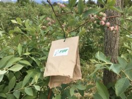 Enemigos naturales: Una opción clave para controlar plagas y avanzar hacia la sustentabilidad en la agricultura