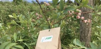 Enemigos naturales: Una opción clave para controlar plagas y avanzar hacia la sustentabilidad en la agricultura