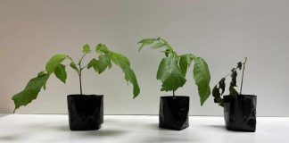 UST desarrolla una alternativa sostenible y segura para proteger producción de nueces en Chile